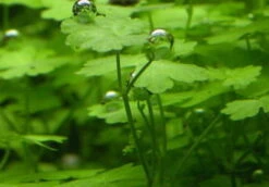 Hydrocotyle Cf. Tripartita Auf Matte Ca. 130 X 100 Mm -Wfw Wasserflora M595BL 1 5