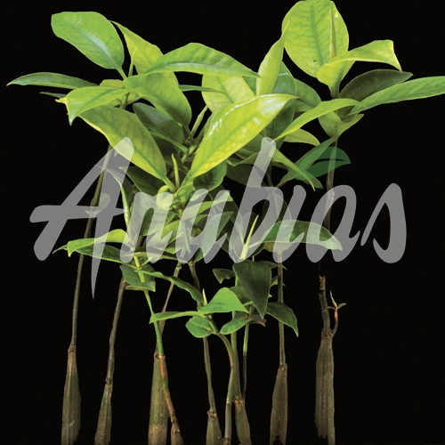 Rote Mangrove / Rhizophora mangle (Jungpflanze) mit Wurzel und Austrieb Rote Mangrove / Rhizophora Mangle (Jungpflanze) Mit Wurzel Und Austrieb -Wfw Wasserflora MA2 OK 1 1