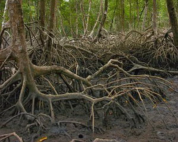 Rote Mangrove / Rhizophora mangle (Jungpflanze) mit Wurzel und Austrieb Rote Mangrove / Rhizophora Mangle (Jungpflanze) Mit Wurzel Und Austrieb -Wfw Wasserflora MA2 OK 1 2