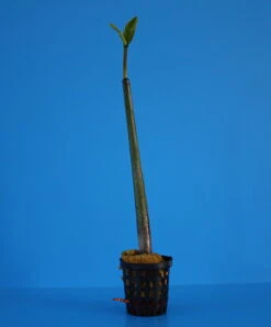 Rote Mangrove / Rhizophora Mangle (Jungpflanze) Mit Wurzel Und Austrieb 4 Rote Mangrove / Rhizophora Mangle (Jungpflanze) Mit Wurzel Und Austrieb -Wfw Wasserflora MA2 OK 1 3