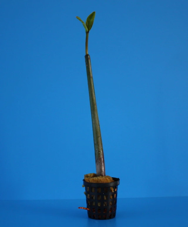 Rote Mangrove / Rhizophora mangle (Jungpflanze) mit Wurzel und Austrieb Rote Mangrove / Rhizophora Mangle (Jungpflanze) Mit Wurzel Und Austrieb -Wfw Wasserflora MA2 OK 1 3