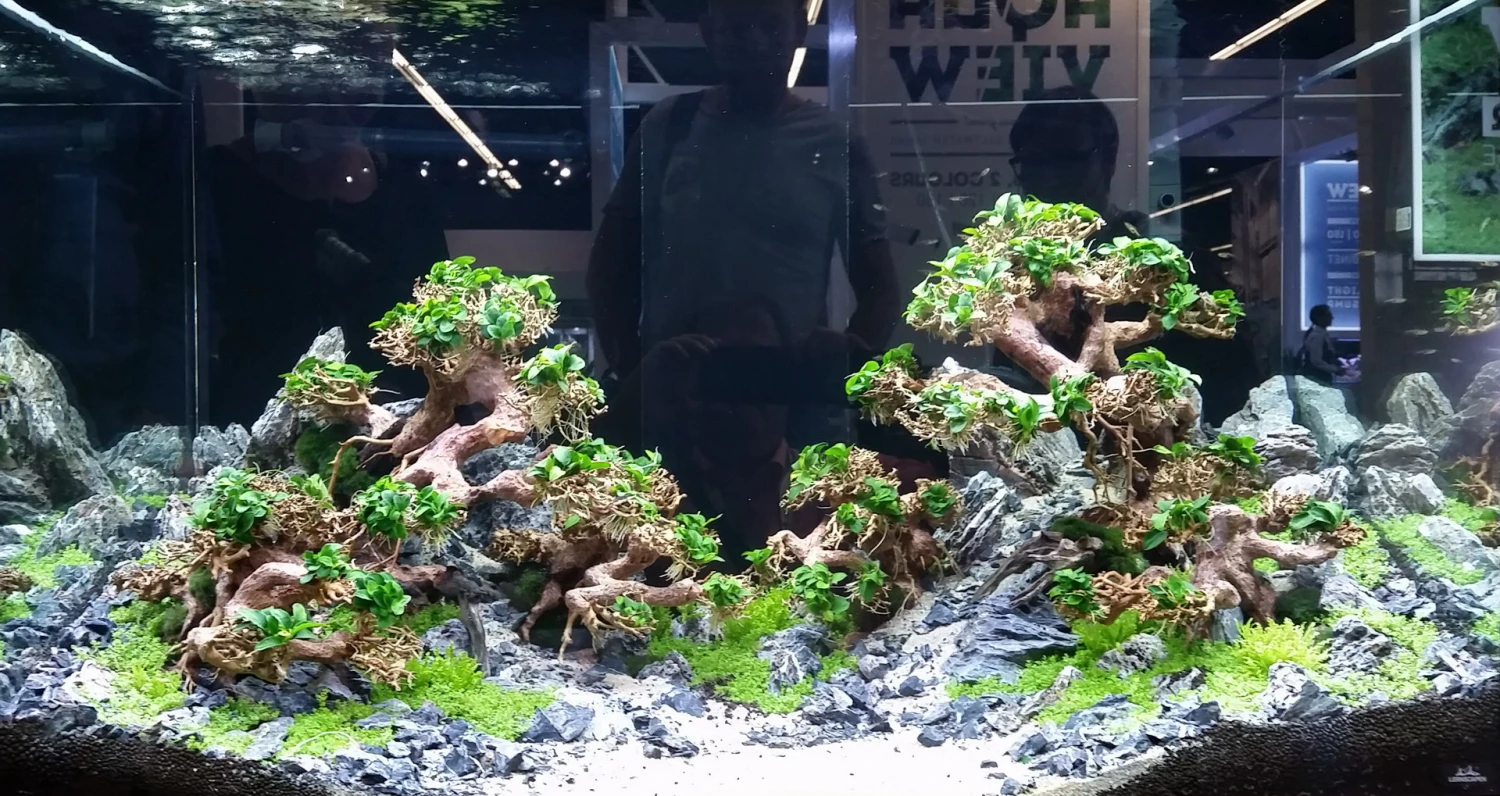 Aqua-Bonsai Wurzel Large - Aquascaping Drachenbaum Traumwurzel Groß Aqua-Bonsai Wurzel Large - Aquascaping Drachenbaum Traumwurzel Groß -Wfw Wasserflora PH065 AO 1 4 1