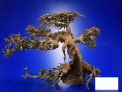 Aqua-Bonsai Wurzel Large - Aquascaping Drachenbaum Traumwurzel Groß 4 Aqua-Bonsai Wurzel Large - Aquascaping Drachenbaum Traumwurzel Groß -Wfw Wasserflora PH065 AO 1 6 1