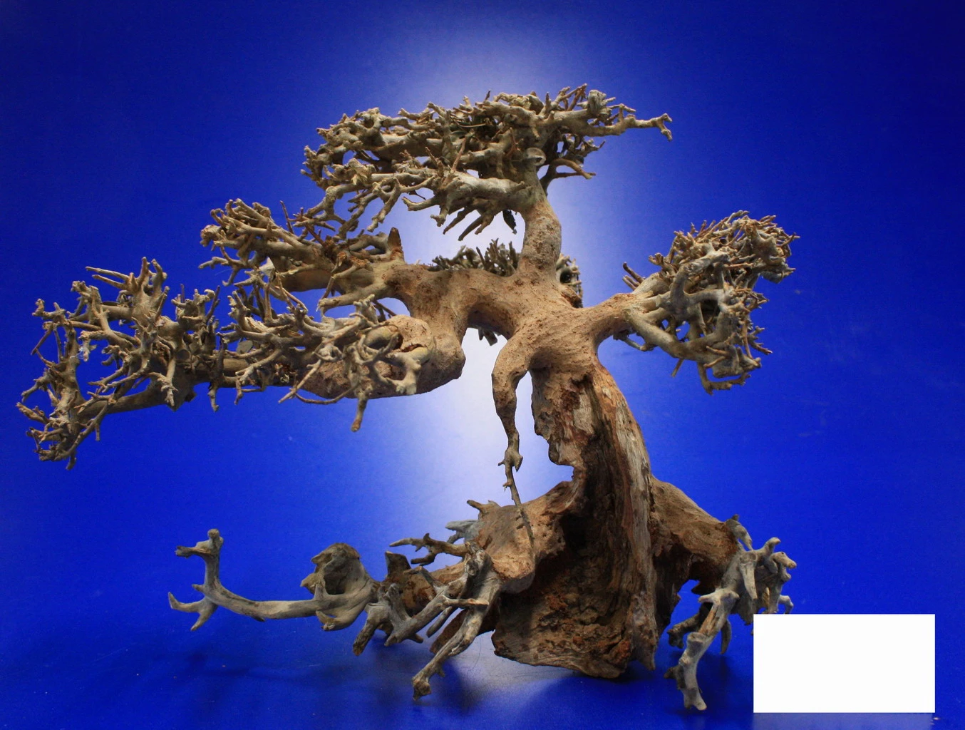 Aqua-Bonsai Wurzel NANO - Aquascaping Drachenbaum Traumwurzel XS Aqua-Bonsai Wurzel NANO - Aquascaping Drachenbaum Traumwurzel XS -Wfw Wasserflora PH065 AO 1 6 2