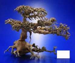 Aqua-Bonsai Wurzel NANO - Aquascaping Drachenbaum Traumwurzel XS 5 Aqua-Bonsai Wurzel NANO - Aquascaping Drachenbaum Traumwurzel XS -Wfw Wasserflora PH065 AO 1 7 2