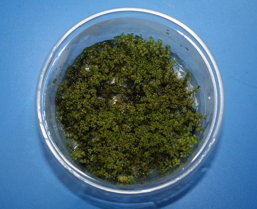 In-Vitro Kriechsternmoos / Plagiomnium affine In-Vitro Kriechsternmoos / Plagiomnium Affine -Wfw Wasserflora P DZ 1 1