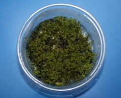 XL In-Vitro Kriechsternmoos / Plagiomnium Affine Im Moos XL-Cup