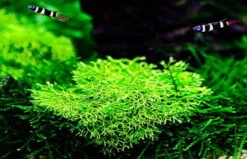 In-Vitro Kleines Teichlebermoos / Riccia Fluitans, Moos -Wfw Wasserflora R DZ 1 2