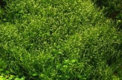 In-Vitro Kleines Teichlebermoos / Riccia Fluitans, Moos -Wfw Wasserflora R DZ 1 3