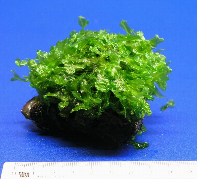 Großes Teichlebermoos auf Lavastein / Monosolenium tenerum, Moos Großes Teichlebermoos Auf Lavastein / Monosolenium Tenerum, Moos -Wfw Wasserflora S002CT 1 3