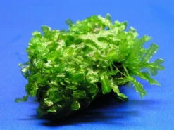 Großes Teichlebermoos Auf Lavastein / Monosolenium Tenerum, Moos 5 Großes Teichlebermoos Auf Lavastein / Monosolenium Tenerum, Moos -Wfw Wasserflora S002CT 1 4