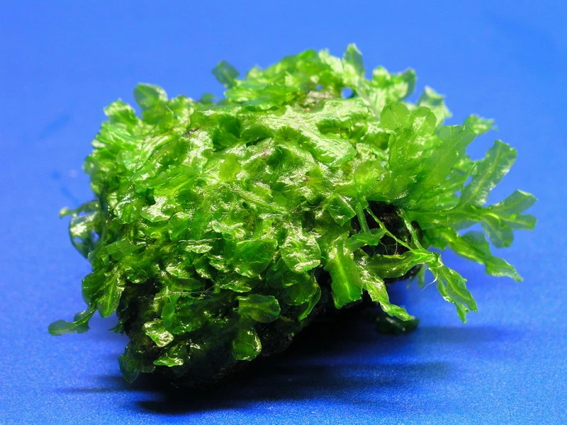 Großes Teichlebermoos auf Lavastein / Monosolenium tenerum, Moos Großes Teichlebermoos Auf Lavastein / Monosolenium Tenerum, Moos -Wfw Wasserflora S002CT 1 4