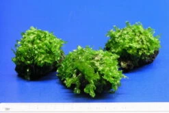 Großes Teichlebermoos Auf Lavastein / Monosolenium Tenerum, Moos 6 Großes Teichlebermoos Auf Lavastein / Monosolenium Tenerum, Moos -Wfw Wasserflora S002CT 1 5