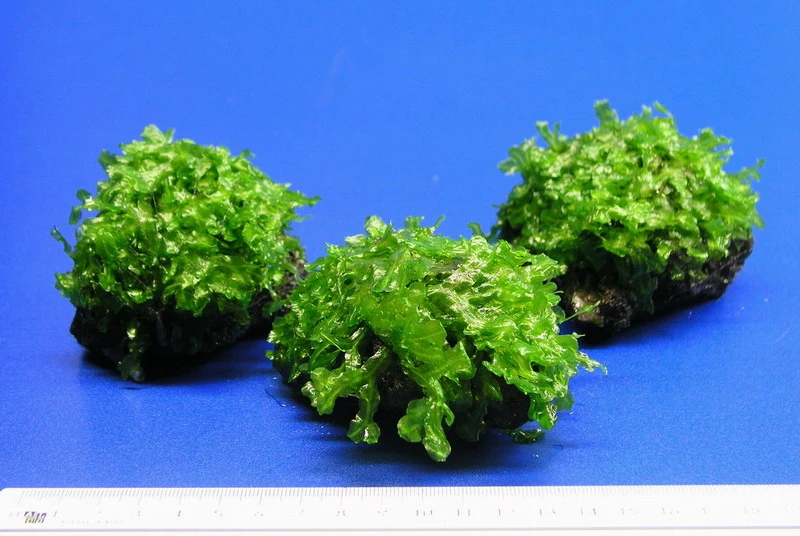 Großes Teichlebermoos auf Lavastein / Monosolenium tenerum, Moos Großes Teichlebermoos Auf Lavastein / Monosolenium Tenerum, Moos -Wfw Wasserflora S002CT 1 5