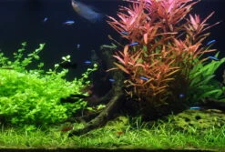 50 Wasserpflanzen, 5 Bunde Und 3 Topfpflanzen Für Ein 60 Liter Aquarium -Wfw Wasserflora S050 1 10 2