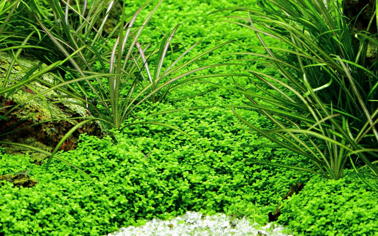 10 Töpfe und 10 Bunde, Wasserpflanzen-Set für ein 200 Liter Aquarium 10 Töpfe Und 10 Bunde, Wasserpflanzen-Set Für Ein 200 Liter Aquarium -Wfw Wasserflora S050 1 11