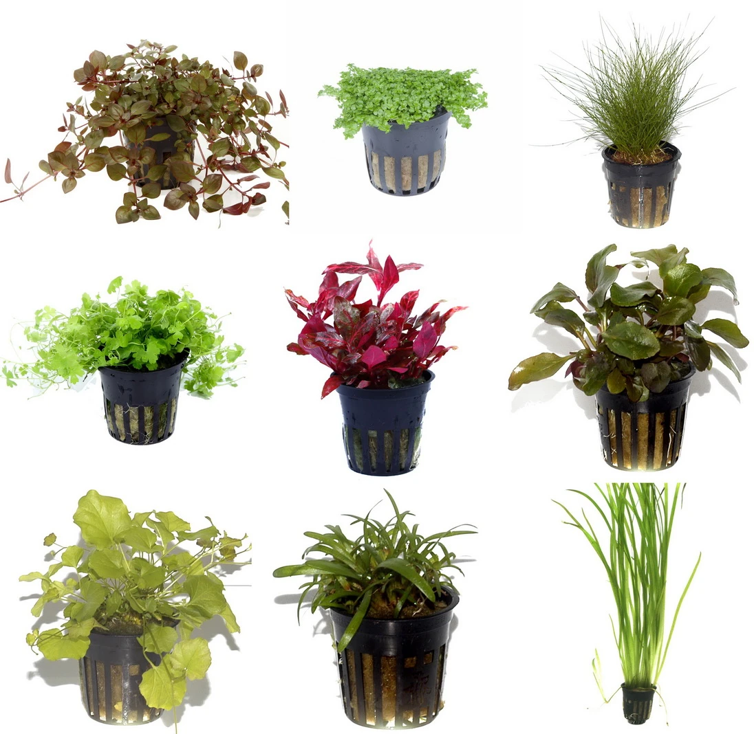 10 Töpfe und 10 Bunde, Wasserpflanzen-Set für ein 200 Liter Aquarium 10 Töpfe Und 10 Bunde, Wasserpflanzen-Set Für Ein 200 Liter Aquarium -Wfw Wasserflora S050 1 2