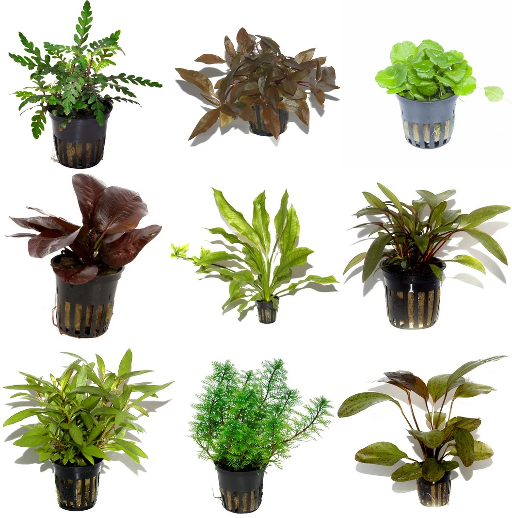 10 Töpfe und 10 Bunde, Wasserpflanzen-Set für ein 200 Liter Aquarium 10 Töpfe Und 10 Bunde, Wasserpflanzen-Set Für Ein 200 Liter Aquarium -Wfw Wasserflora S050 1 4