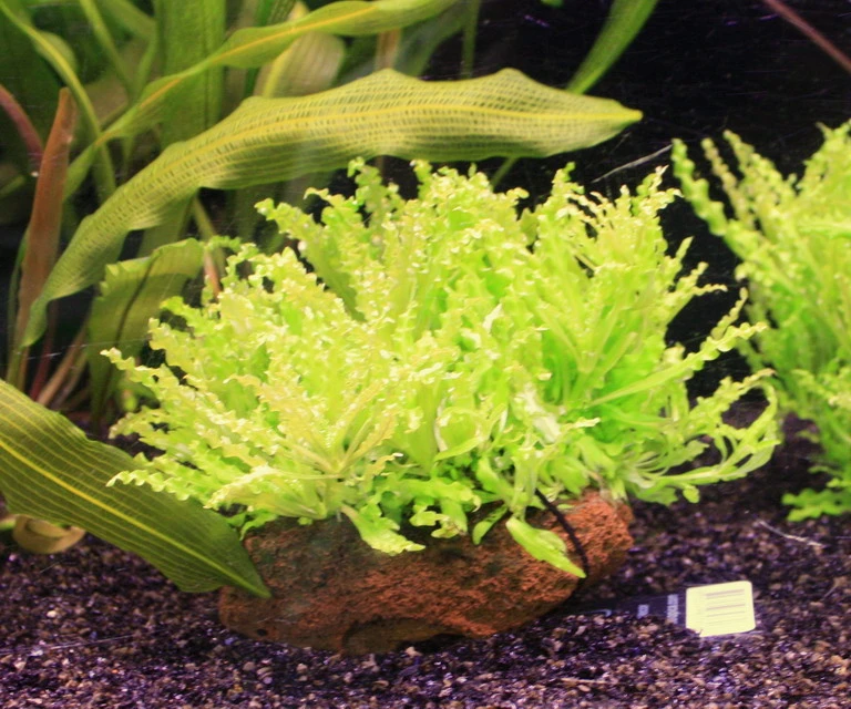 Kleiner Stern 'Daonoi' / Pogostemon helferi auf Lavastein - Gr. M Kleiner Stern 'Daonoi' / Pogostemon Helferi Auf Lavastein - Gr. M -Wfw Wasserflora S053HT 1 1