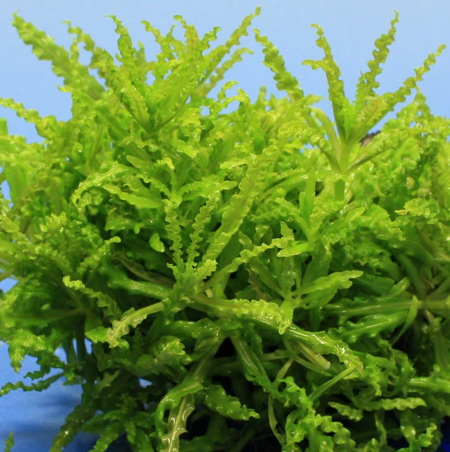 Kleiner Stern 'Daonoi' / Pogostemon helferi auf Lavastein - Gr. M Kleiner Stern 'Daonoi' / Pogostemon Helferi Auf Lavastein - Gr. M -Wfw Wasserflora S053HT 1 2