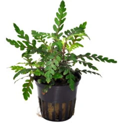 Bizarres Wasserpflanzen Sortiment - 4 Töpfe, Set Incl. Roten Pflanzen -Wfw Wasserflora S070 1 10