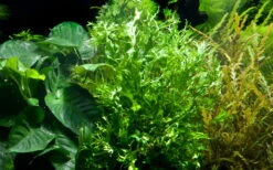 Bizarres Wasserpflanzen Sortiment - 4 Töpfe, Set Incl. Roten Pflanzen -Wfw Wasserflora S070 1 5