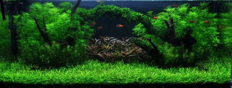 Unterwasser-Landschaft Moosbrücke für 300 Liter Aquarium Unterwasser-Landschaft Moosbrücke Für 300 Liter Aquarium -Wfw Wasserflora S1 060wf 1 1
