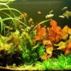 Unterwasser-Landschaft Lotuswelt Für Ein 200 Liter Aquarium 2 Unterwasser-Landschaft Lotuswelt Für Ein 200 Liter Aquarium -Wfw Wasserflora S2 060wf 1 1 4
