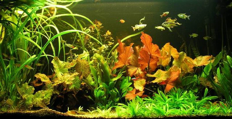 Unterwasser-Landschaft Lotuswelt für ein 100 Liter Aquarium Unterwasser-Landschaft Lotuswelt Für Ein 100 Liter Aquarium -Wfw Wasserflora S2 060wf 1 1 5