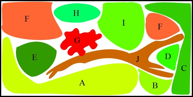 Unterwasser-Landschaft Diskus-Traum für ein 300 Liter Aquarium Unterwasser-Landschaft Diskus-Traum Für Ein 300 Liter Aquarium -Wfw Wasserflora S3 200wf 1 1 1