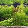 Unterwasser-Landschaft Holland-Aquarium Für Ein 100 Liter Aquarium 1 Unterwasser-Landschaft Holland-Aquarium Für Ein 100 Liter Aquarium -Wfw Wasserflora S4 200wf 1 1 4