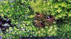 Unterwasser-Landschaft Holland-Aquarium Für Ein 60 Liter Aquarium -Wfw Wasserflora S4 200wf 1 3