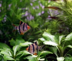 Unterwasser-Landschaft Holland-Aquarium Für Ein 160 Liter Aquarium -Wfw Wasserflora S4 200wf 1 5 1