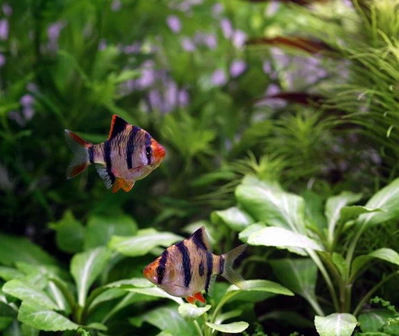 Unterwasser-Landschaft Holland-Aquarium für ein 100 Liter Aquarium Unterwasser-Landschaft Holland-Aquarium Für Ein 100 Liter Aquarium -Wfw Wasserflora S4 200wf 1 5 4