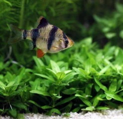 Unterwasser-Landschaft Holland-Aquarium Für Ein 200 Liter Aquarium 7 Unterwasser-Landschaft Holland-Aquarium Für Ein 200 Liter Aquarium -Wfw Wasserflora S4 200wf 1 6 3