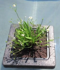 Insel Mit Baldellia Ranunculoides / Gewöhnlicher Igelschlauch, Hellrosa