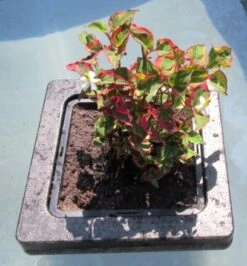 Insel Mit Houttuynia Cordata Chameleon / Chamäleon-Pflanze