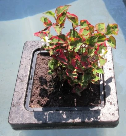 Insel mit Houttuynia Cordata Chameleon / Chamäleon-Pflanze Insel Mit Houttuynia Cordata Chameleon / Chamäleon-Pflanze -Wfw Wasserflora S6090270 3wf 1 1