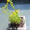 Insel Mit Mimulus Luteus / Gelbe Gauklerblume -Wfw Wasserflora S6090270 4wf 1 1