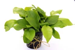Anubias Quartett: 4x Anubias-Töpfe = Barteri + Nana + Petite + Golden, Barschfeste Wasserpflanzen 6 Anubias Quartett: 4x Anubias-Töpfe = Barteri + Nana + Petite + Golden, Barschfeste Wasserpflanzen -Wfw Wasserflora S6 4wf 1 10