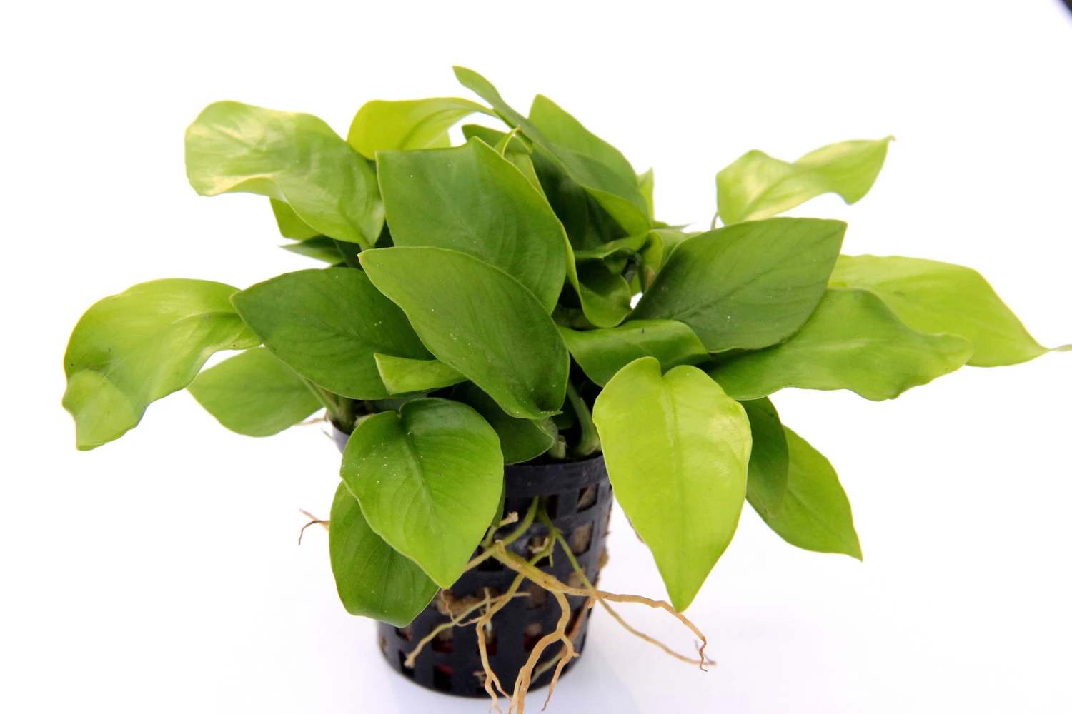 Anubias Quartett: 4x Anubias-Töpfe = barteri + nana + petite + golden, barschfeste Wasserpflanzen Anubias Quartett: 4x Anubias-Töpfe = Barteri + Nana + Petite + Golden, Barschfeste Wasserpflanzen -Wfw Wasserflora S6 4wf 1 10