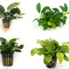 Anubias Quartett: 4x Anubias-Töpfe = Barteri + Nana + Petite + Golden, Barschfeste Wasserpflanzen -Wfw Wasserflora S6 4wf 1 2