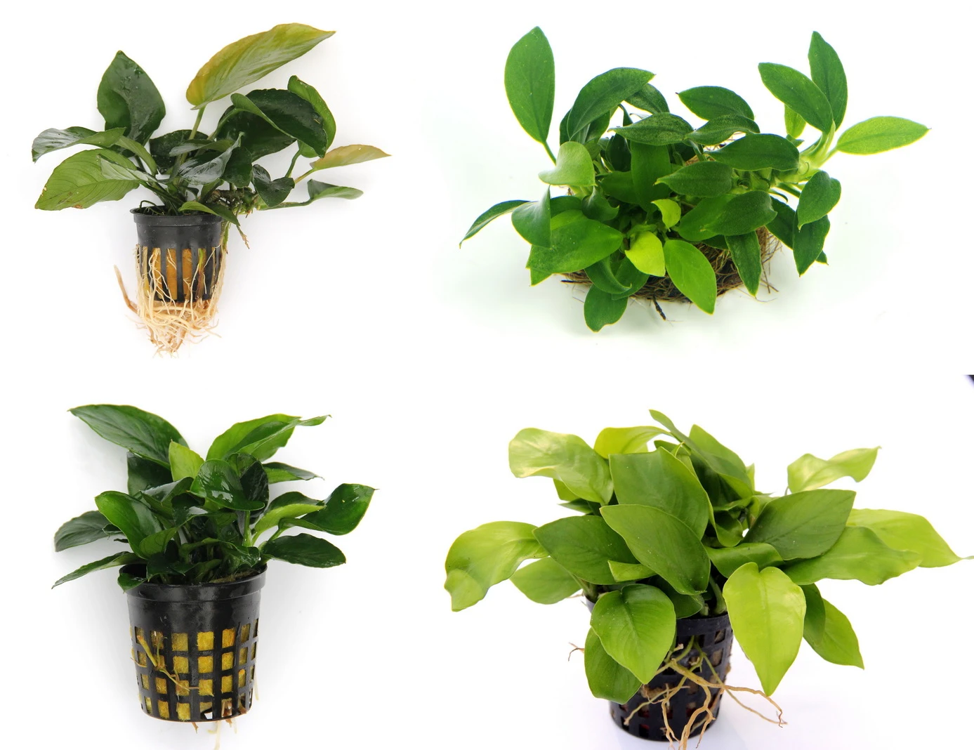 Anubias Quartett: 4x Anubias-Töpfe = barteri + nana + petite + golden, barschfeste Wasserpflanzen Anubias Quartett: 4x Anubias-Töpfe = Barteri + Nana + Petite + Golden, Barschfeste Wasserpflanzen -Wfw Wasserflora S6 4wf 1 2