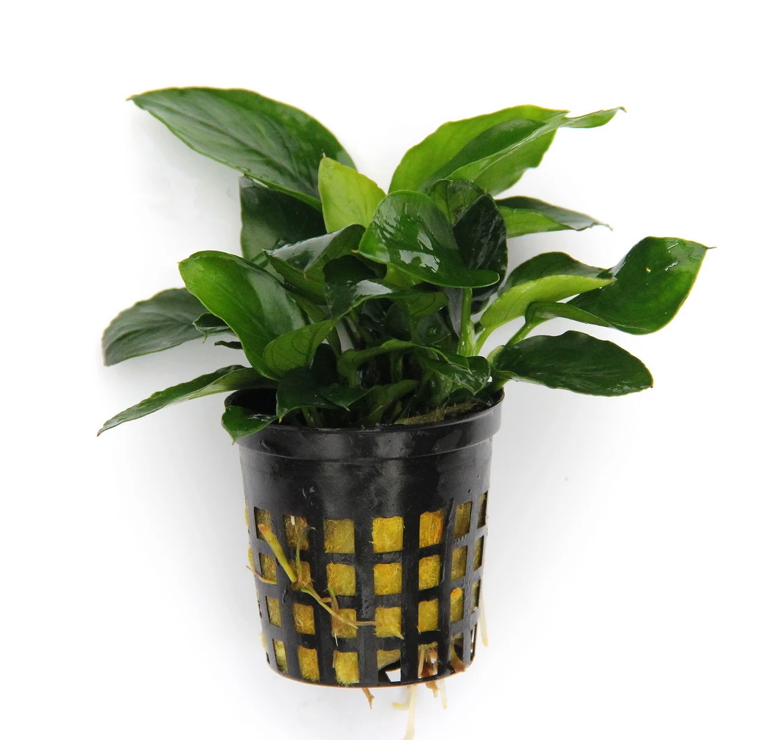 Anubias Quartett: 4x Anubias-Töpfe = barteri + nana + petite + golden, barschfeste Wasserpflanzen Anubias Quartett: 4x Anubias-Töpfe = Barteri + Nana + Petite + Golden, Barschfeste Wasserpflanzen -Wfw Wasserflora S6 4wf 1 8
