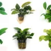 Anubias Sextett: 6x Anubias-Töpfe = Barteri + Nana + Petite + Golden + Coffeefolia + Congensis, Barschfeste Wasserpflanzen 1 Anubias Sextett: 6x Anubias-Töpfe = Barteri + Nana + Petite + Golden + Coffeefolia + Congensis, Barschfeste Wasserpflanzen -Wfw Wasserflora S6 6wf 1 1