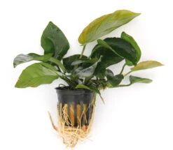 Anubias Sextett: 6x Anubias-Töpfe = Barteri + Nana + Petite + Golden + Coffeefolia + Congensis, Barschfeste Wasserpflanzen -Wfw Wasserflora S6 6wf 1 4