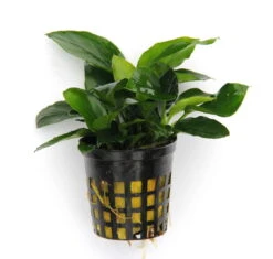 Anubias Sextett: 6x Anubias-Töpfe = Barteri + Nana + Petite + Golden + Coffeefolia + Congensis, Barschfeste Wasserpflanzen -Wfw Wasserflora S6 6wf 1 8