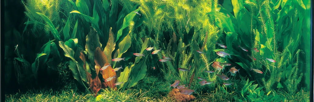 Rio Xingu - Pflanzenlandschaft für ein 160-200 Liter Aquarium Rio Xingu - Pflanzenlandschaft Für Ein 160-200 Liter Aquarium -Wfw Wasserflora S9075DE 1 1