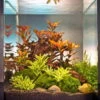 In-Vitro Ludwigia Cube 30 Liter - Pflanzenlandschaft Für Einen 30 Liter Nano Cube -Wfw Wasserflora S9143DE 1 1 1