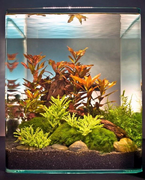 Ludwigia Cube 30 Liter - Pflanzenlandschaft für einen 30 Liter Nano Cube Ludwigia Cube 30 Liter - Pflanzenlandschaft Für Einen 30 Liter Nano Cube -Wfw Wasserflora S9143DE 1 1